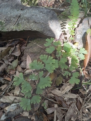 Adiantum digitatum (Adiantum digitatum)