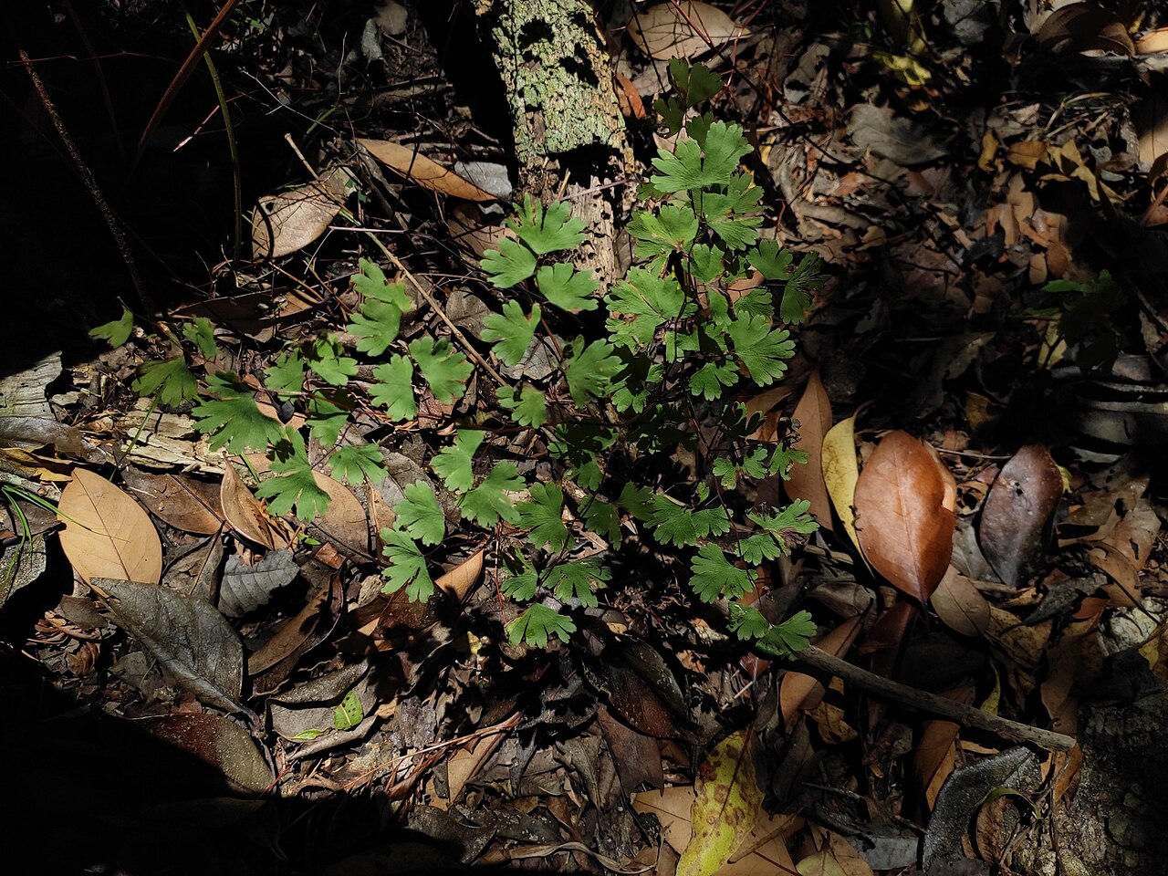 Adiantum digitatum: Adiantum digitatum