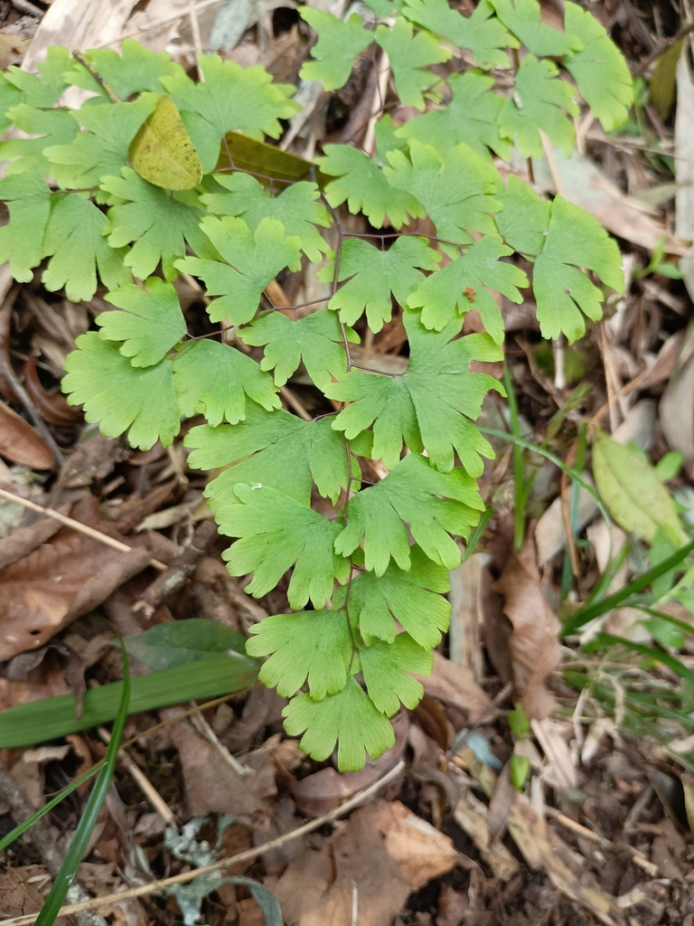 Adiantum digitatum (Adiantum digitatum)