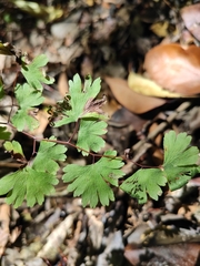 Adiantum digitatum (Adiantum digitatum)
