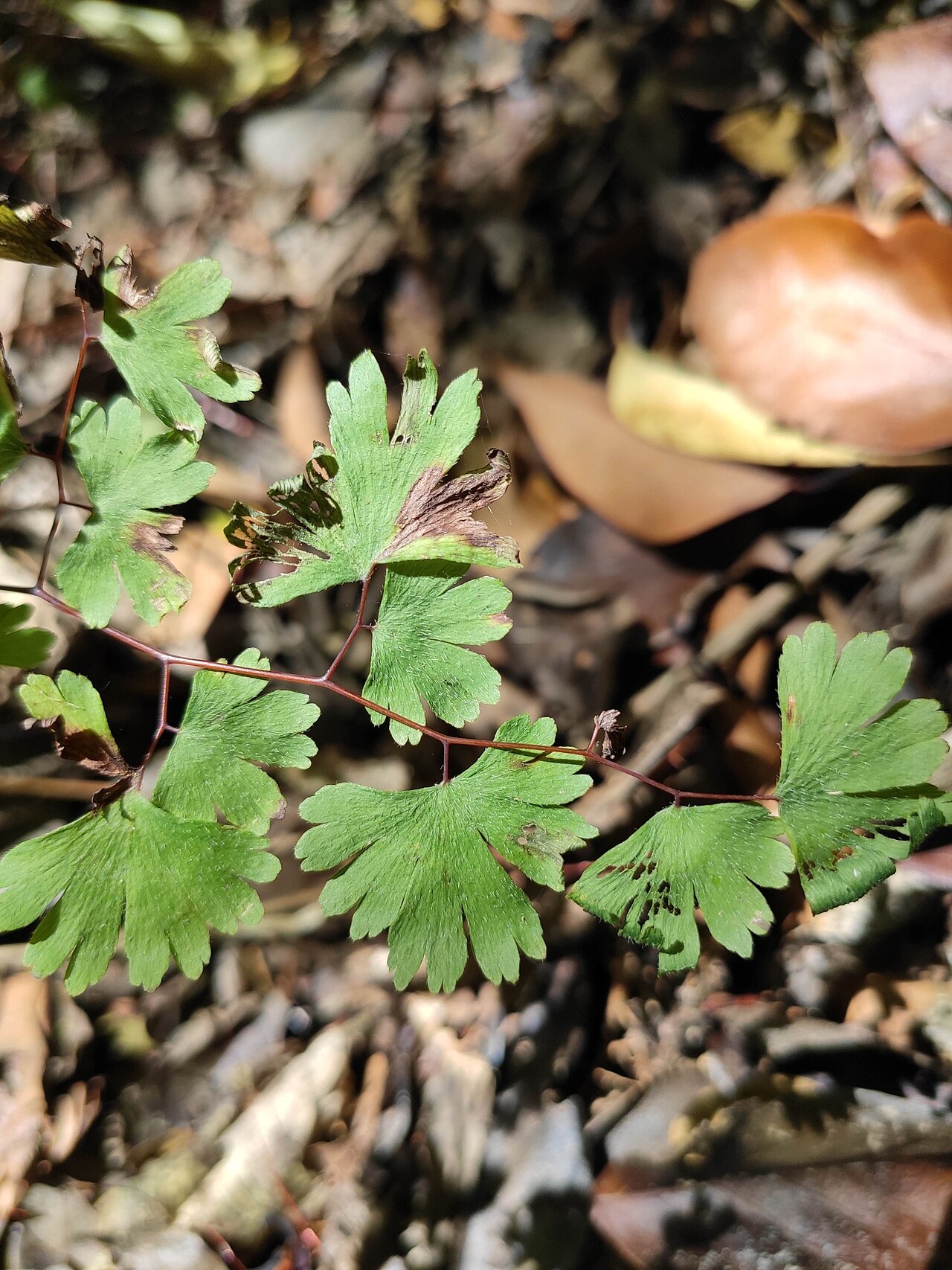 Adiantum digitatum: Adiantum digitatum