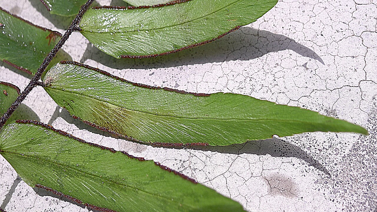 Adiantum dolosum: Adiantum dolosum Kunth