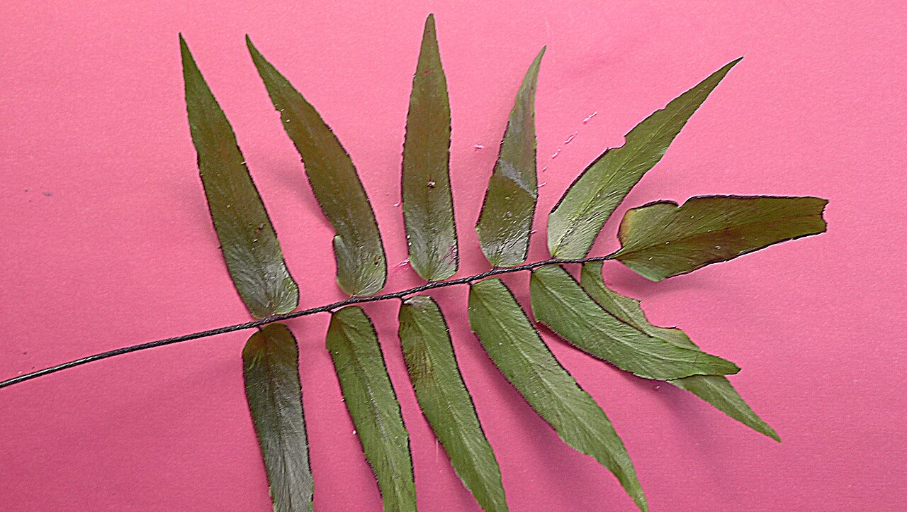 Adiantum dolosum: Adiantum dolosum Kunth