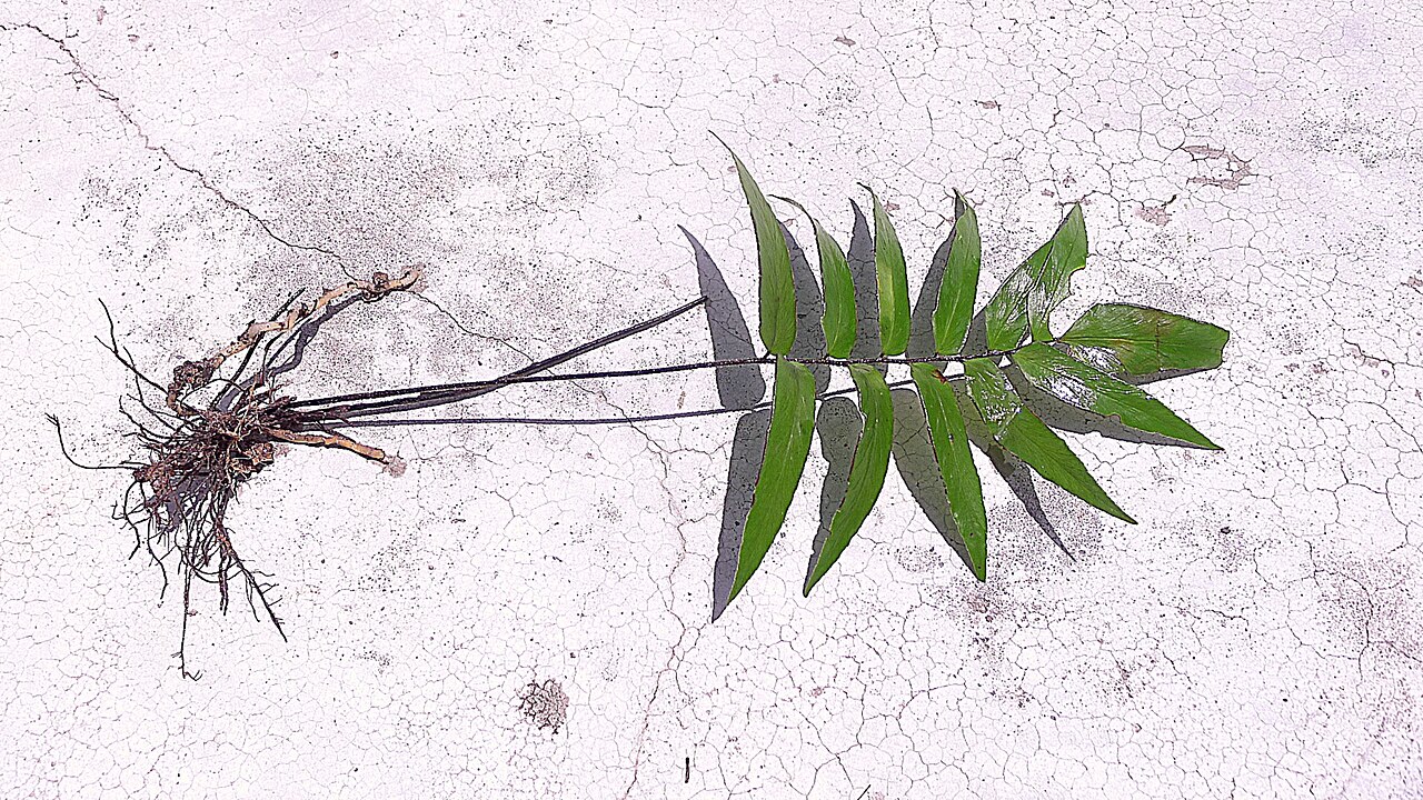 Adiantum dolosum: Adiantum dolosum Kunth