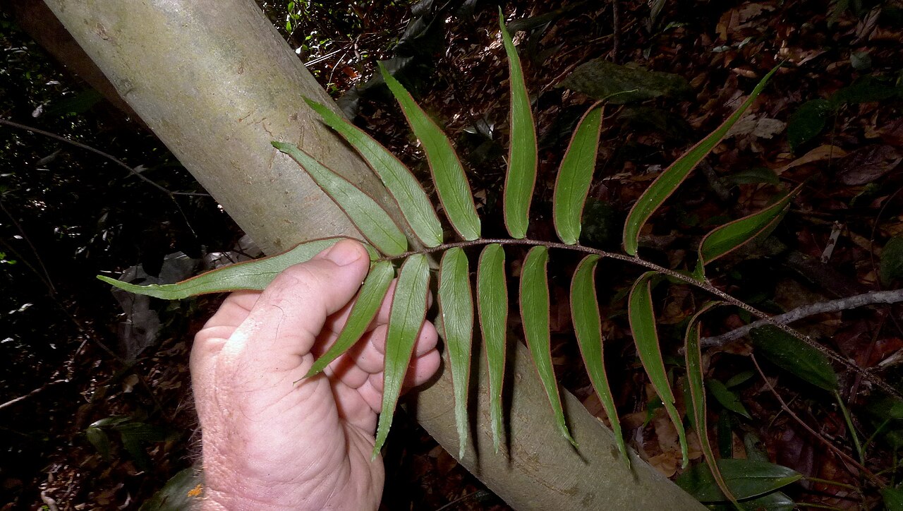 Adiantum dolosum: Adiantum dolosum Kunth
