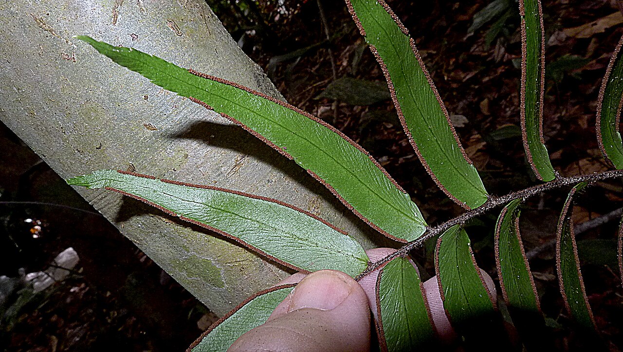 Adiantum dolosum: Adiantum dolosum Kunth