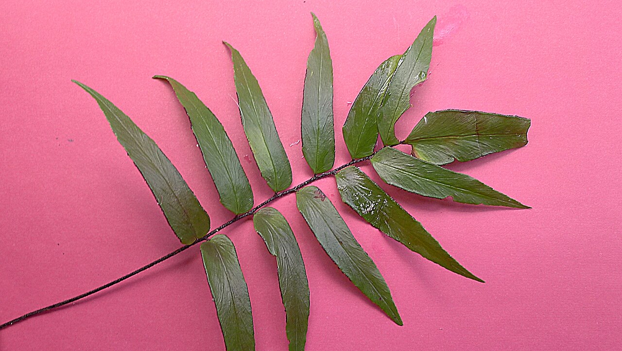 Adiantum dolosum: Adiantum dolosum Kunth