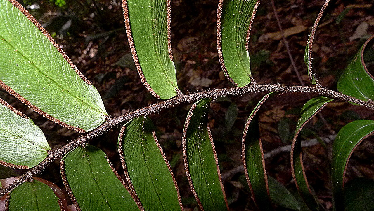 Adiantum dolosum: Adiantum dolosum Kunth
