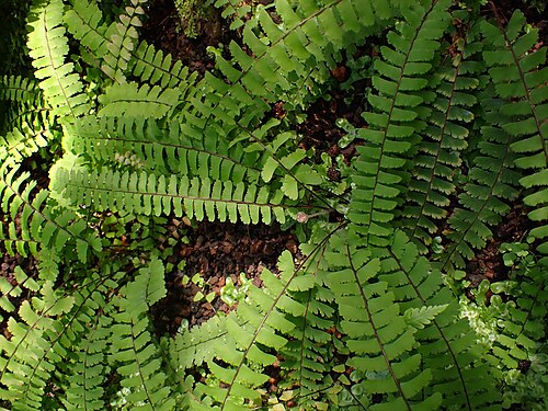 Adiantum edgeworthii: Adiantum edgeworthii in the Botanischer Garten, Berlin-Dahlem