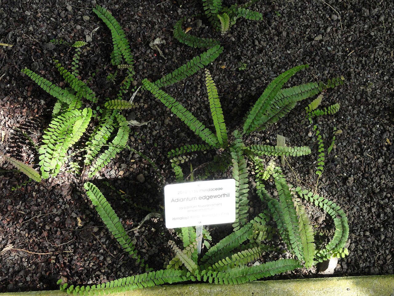 Adiantum edgeworthii: Botanical specimen. The University of Helsinki Botanical Garden at Kaisaniemi