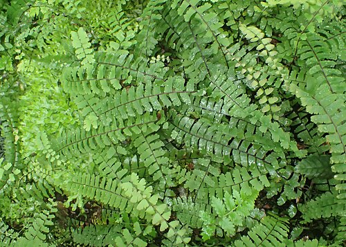 Adiantum edgeworthii: Adiantum edgeworthii in the Botanischer Garten, Berlin-Dahlem