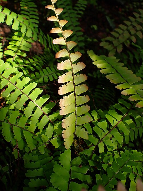 Adiantum edgeworthii: Adiantum edgeworthii in the Botanischer Garten, Berlin-Dahlem