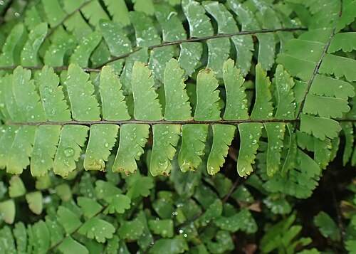 Adiantum edgeworthii: Adiantum edgeworthii in the Botanischer Garten, Berlin-Dahlem