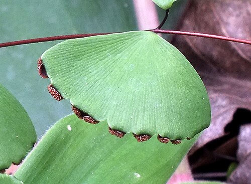 Adiantum erylliae: Nam Tok Tad Fa Chaiyaphum Thailand