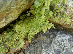 Adiantum excisum (Adiantum excisum)