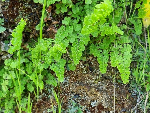 Adiantum excisum (Adiantum excisum)