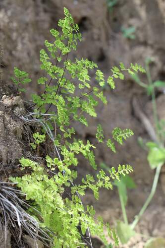 Adiantum excisum (Adiantum excisum)