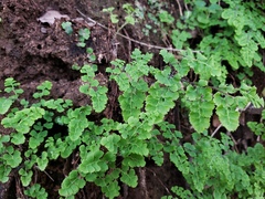 Adiantum excisum (Adiantum excisum)