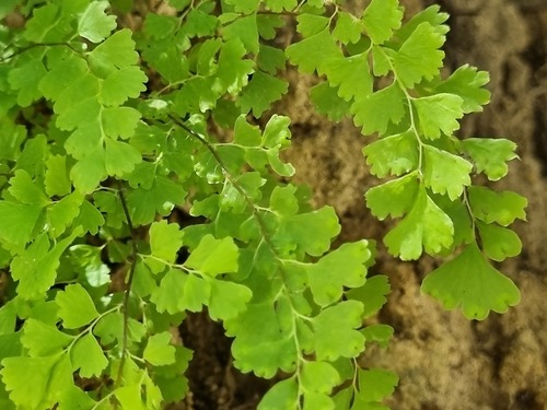 Adiantum excisum (Adiantum excisum)
