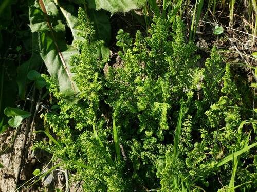 Adiantum excisum (Adiantum excisum)
