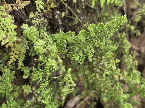 Adiantum excisum (Adiantum excisum)