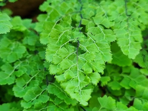 Adiantum excisum (Adiantum excisum)
