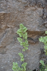 Adiantum excisum (Adiantum excisum)