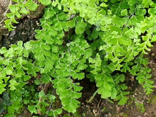 Adiantum excisum (Adiantum excisum)
