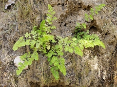 Adiantum excisum (Adiantum excisum)