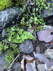 Adiantum excisum (Adiantum excisum)