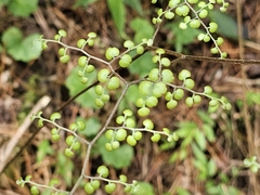 Adiantum feei (Adiantum feei)