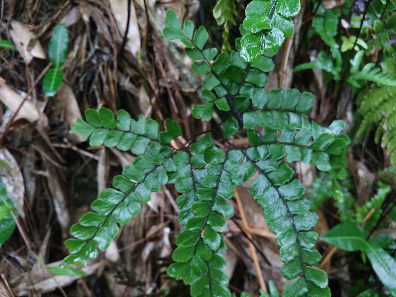 Adiantum flabellulatum: Fern Adiantum flabellulatum. Botanical Garden of the Guanxi Institute of Botany, China. Author : J.X. Liao - http://orcid.org/0000-0002-5288-6072