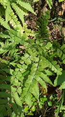 Adiantum flabellulatum (Adiantum flabellulatum)