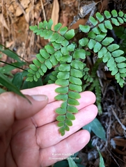 Adiantum flabellulatum (Adiantum flabellulatum)