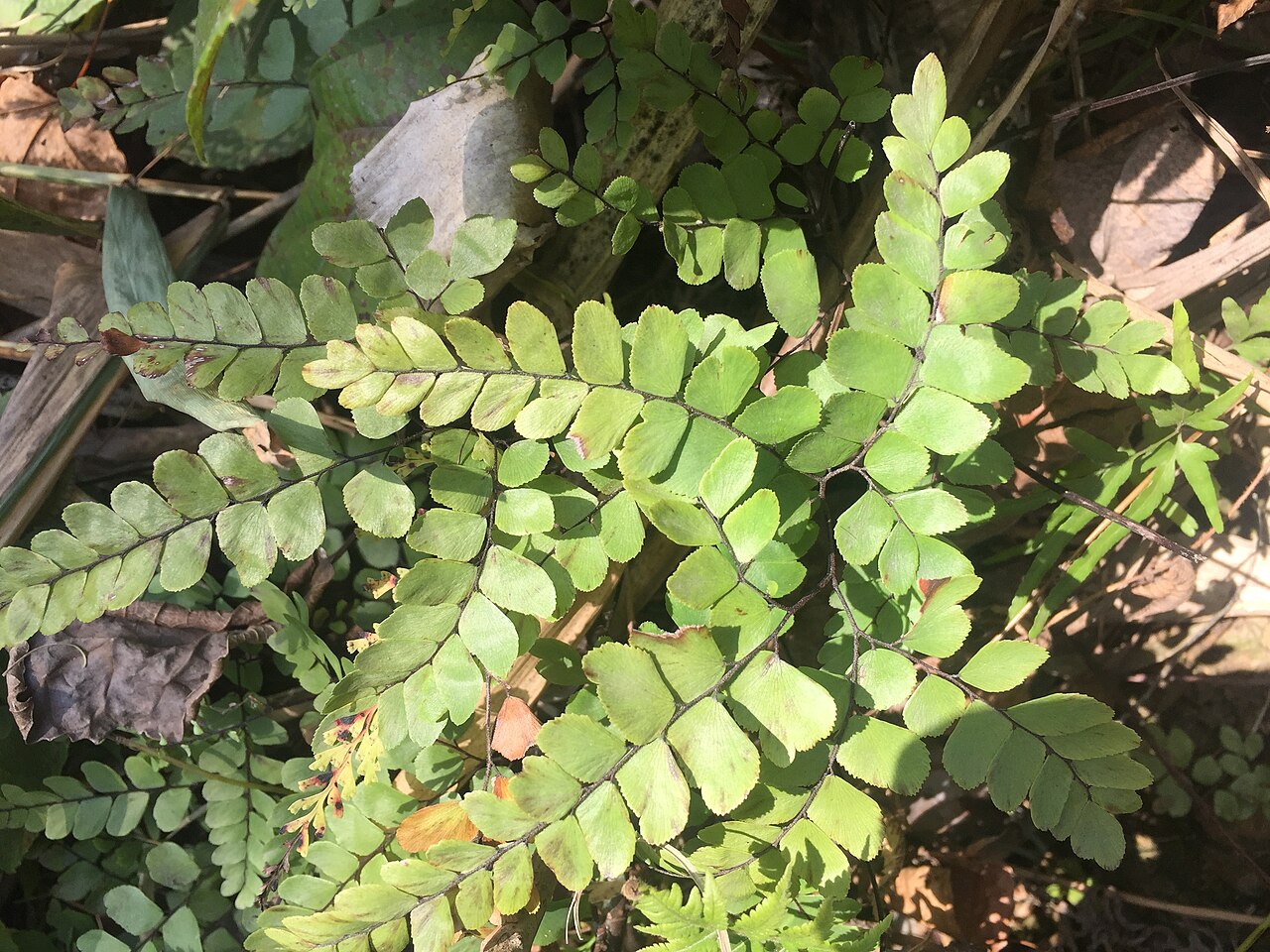 Adiantum flabellulatum: Fern Adiantum flabellulatum. Botanical Garden of the Guanxi Institute of Botany, China. Author : J.X. Liao - http://orcid.org/0000-0002-5288-6072