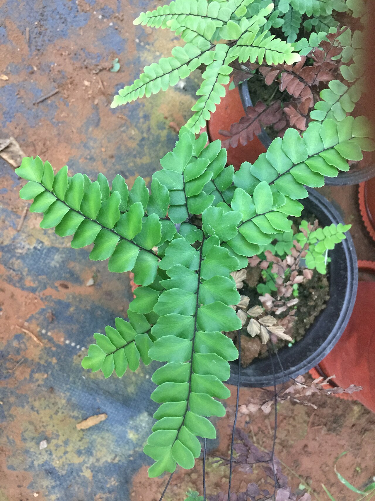 Adiantum flabellulatum: Fern Adiantum flabellulatum. Botanical Garden of the Guanxi Institute of Botany, China. Author : J.X. Liao - http://orcid.org/0000-0002-5288-6072