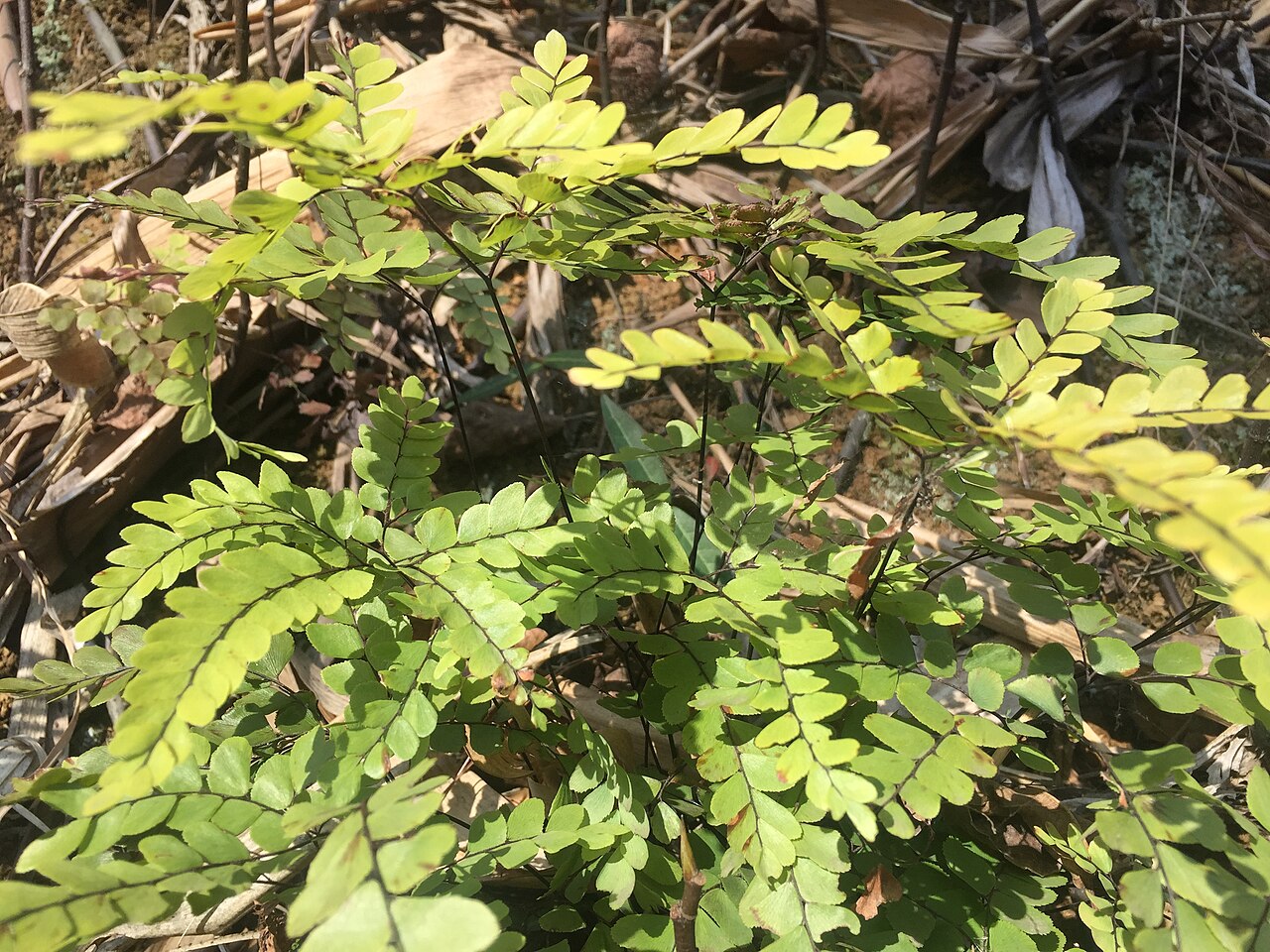 Adiantum flabellulatum: Fern Adiantum flabellulatum. Botanical Garden of the Guanxi Institute of Botany, China. Author : J.X. Liao - http://orcid.org/0000-0002-5288-6072