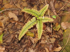 Adiantum flabellulatum (Adiantum flabellulatum)