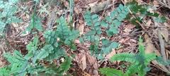 Adiantum flabellulatum (Adiantum flabellulatum)