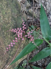 Adiantum flabellulatum (Adiantum flabellulatum)