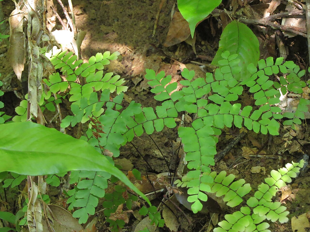 Adiantum flabellulatum: オキナワクジャク Adiantum flabellulatum 西表島2018年11月