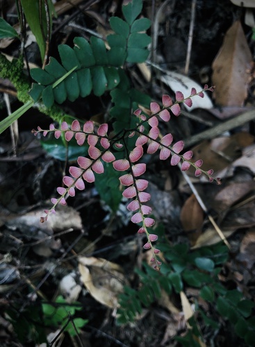 Adiantum flabellulatum (Adiantum flabellulatum)
