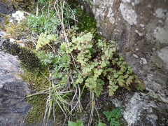 Adiantum formosanum (Adiantum formosanum)