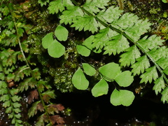 Adiantum formosanum (Adiantum formosanum)