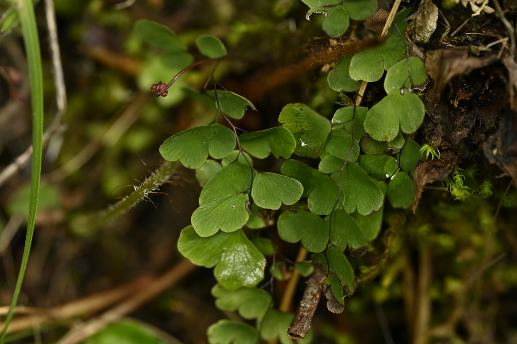 Adiantum formosanum (Adiantum formosanum)