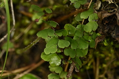 Adiantum formosanum (Adiantum formosanum)