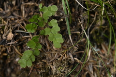 Adiantum formosanum (Adiantum formosanum)