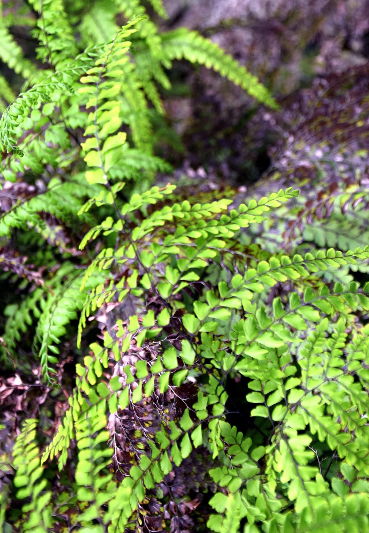 Adiantum formosum: Adiantum formosum in Auckland Botanic Gardens, Manurewa, South Auckland, New Zealand