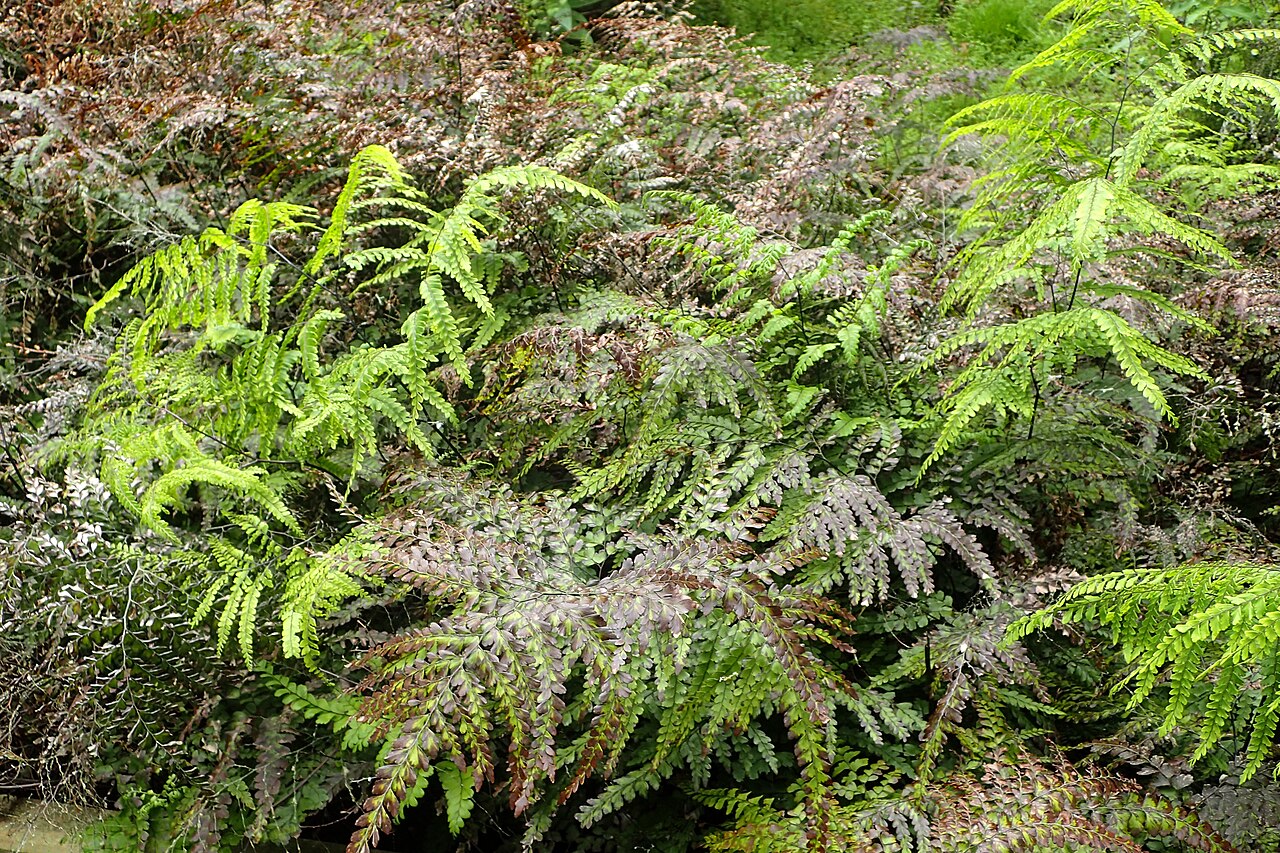 Adiantum formosum: Adiantum formosum in Auckland Botanic Gardens
