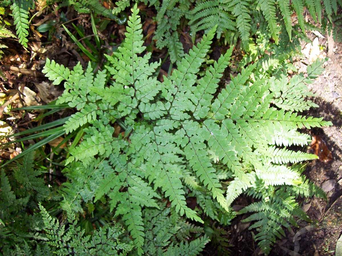 Adiantum formosum: Maidenhair fern at Dee Why, Australia. Adiantum formosum
